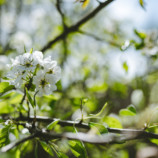 Moarwirt fruehling 2020 1516