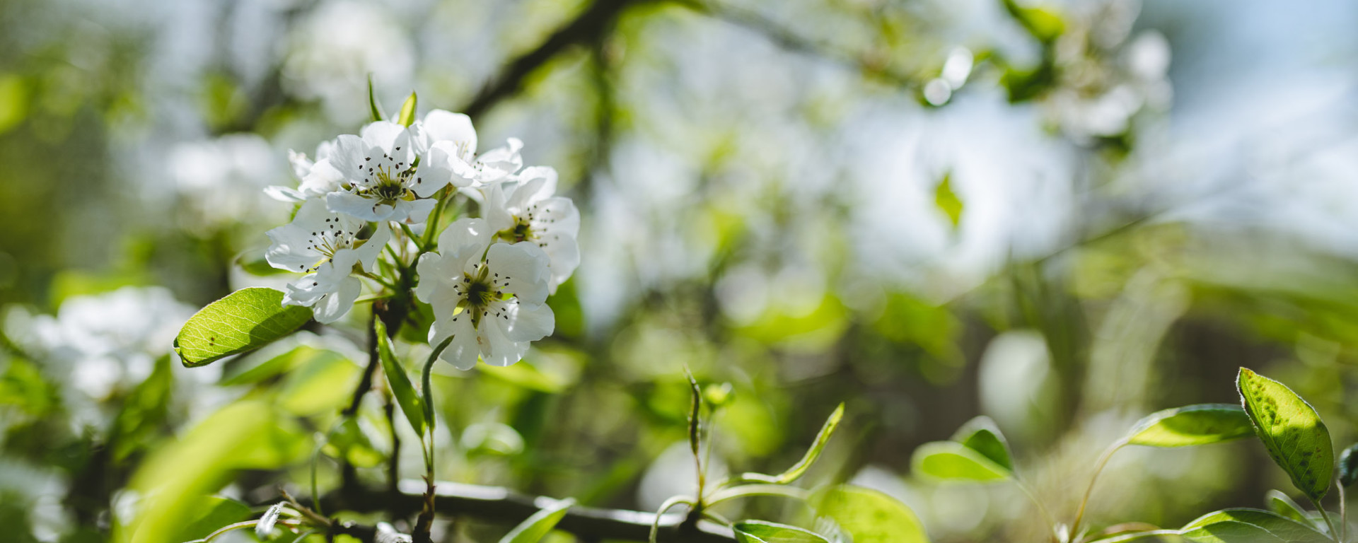 Moarwirt fruehling 2020 1516