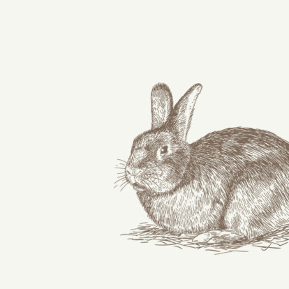 Teaser Hase grun
