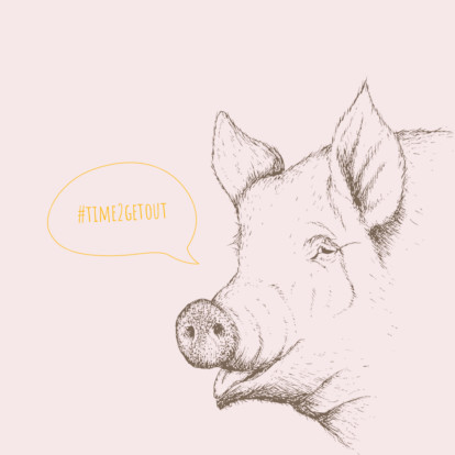 Teaser schwein 1